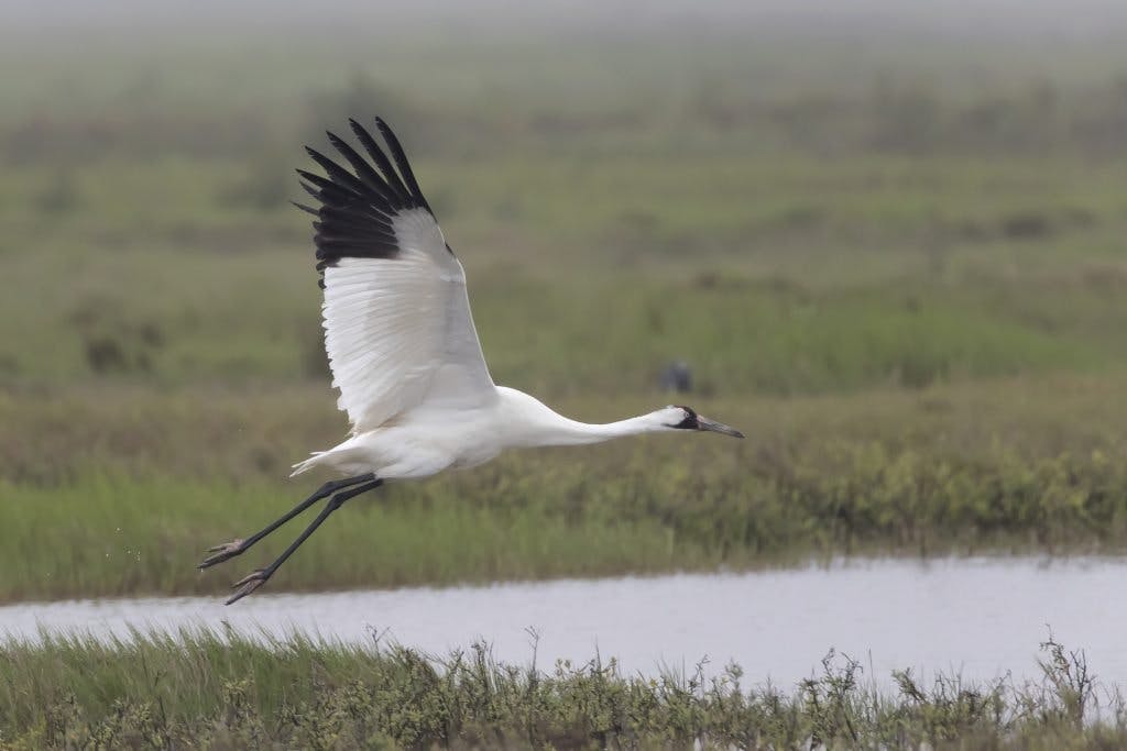 Whooping Crane flying over marsh