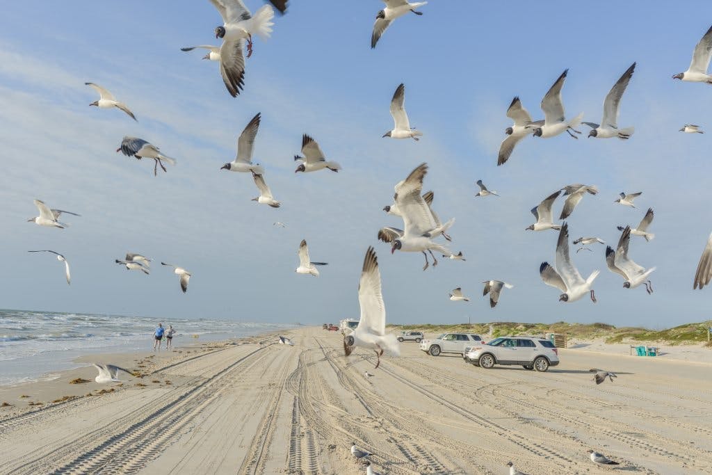 Seagulls flying over the beach