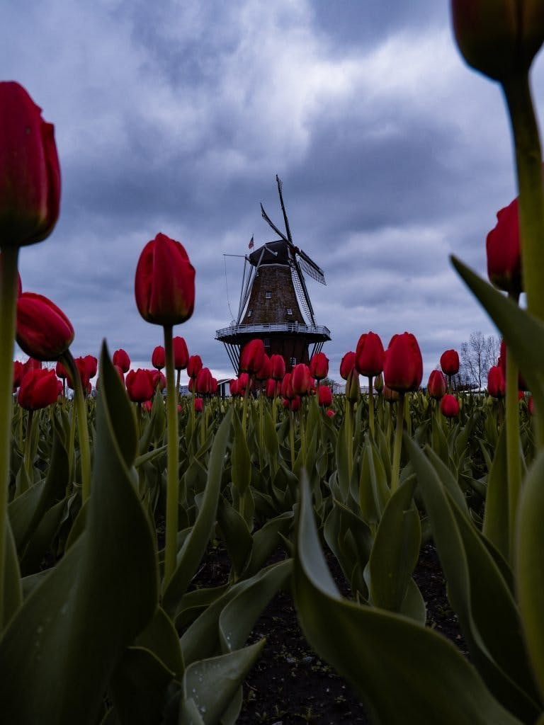 Flowers by windmill